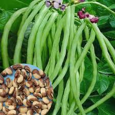Cowpea Seed
